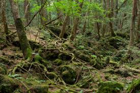 The Aokigahara Forest is the most popular site for suicides in Japan. Graphic courtesy of TIME magazine.
