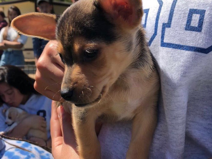 Webbies can hold adorable puppies like this one on stress less day.