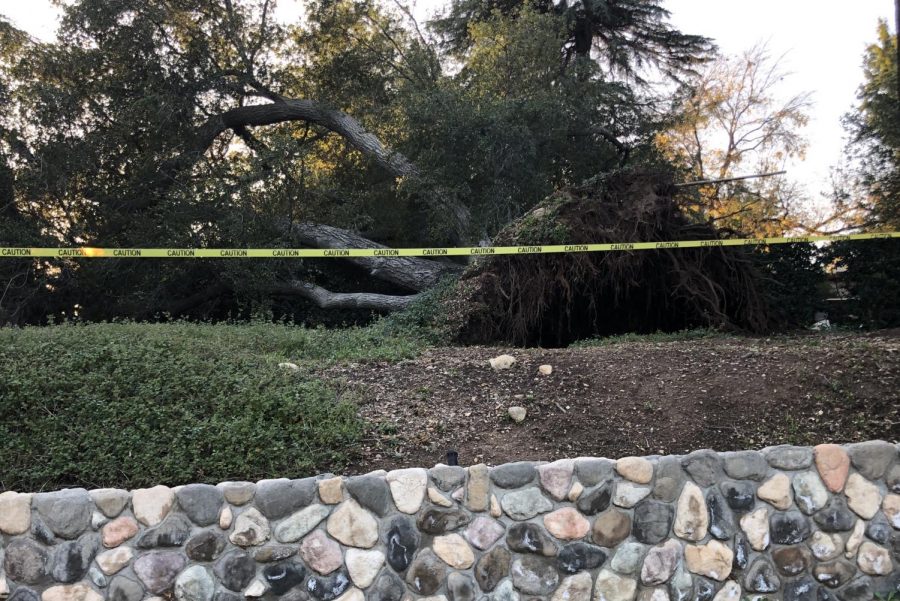 Wild weather obliterates oak tree