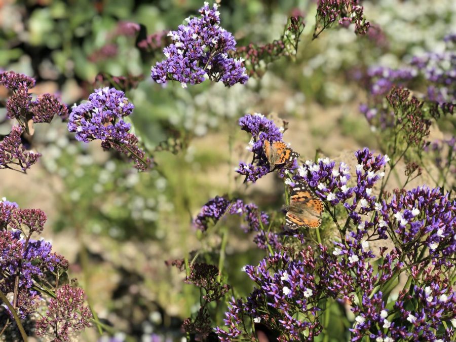 Two painted ladies frolic amongst the vibrant purple flowers in Upland, CA. 