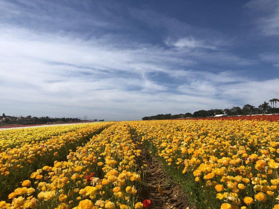 Millions of multi-colored flowers spread for over a mile at The Flower Fields in Carlsbad, CA.