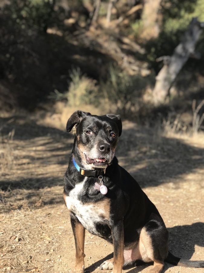 Obi with his iconic side-eye face.
