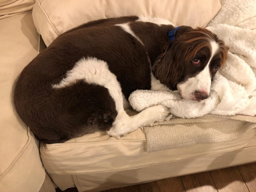 Riley cuddles with his furry blanket.