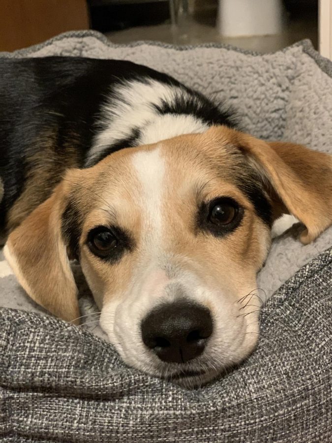 Gus stares at the camera with his watery puppy eyes.