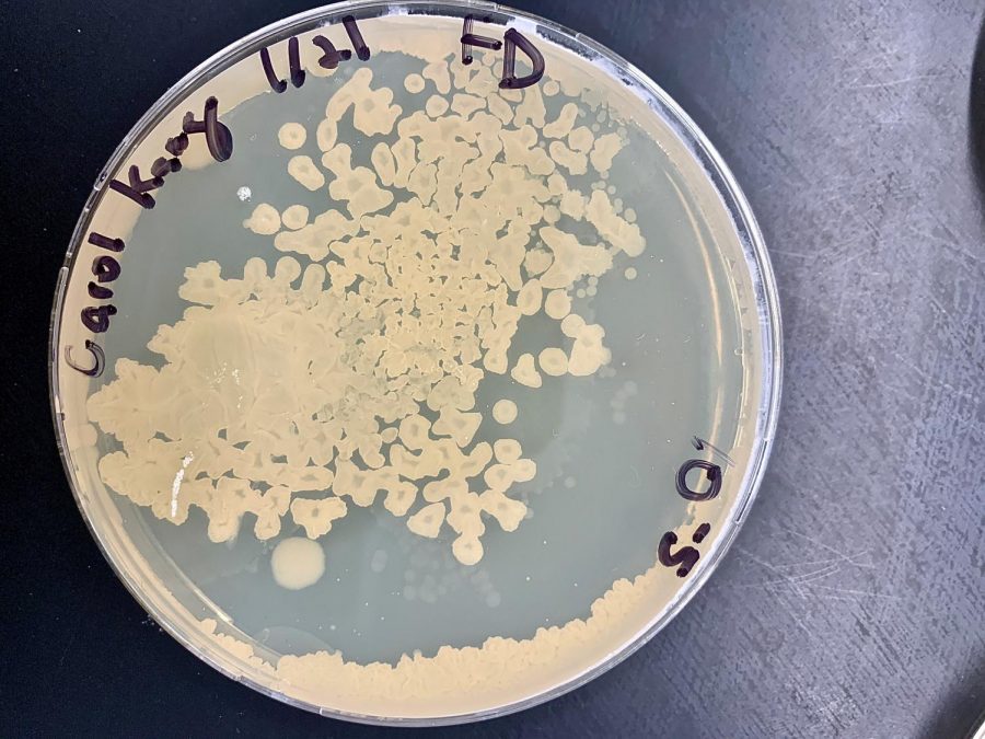 Isolated bacteria from Carol’s research have different physical features which help identify them. Some bacteria have flower edges, while others are perfectly round.