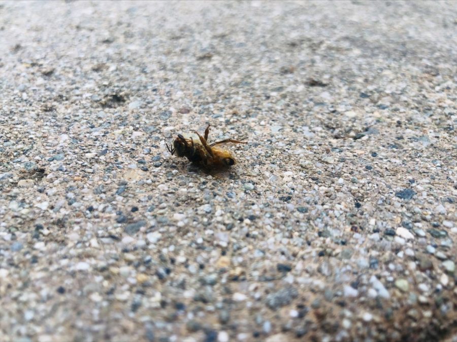 A dead bee lies in front of Fawcett Library 