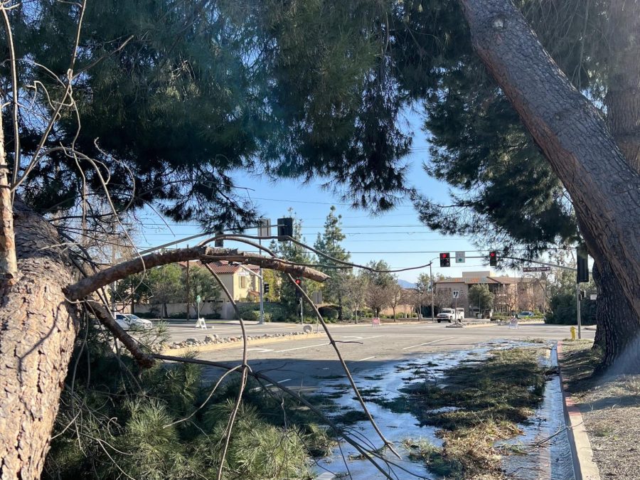 Tremendous fallen tree on Claremont Boulevard. 