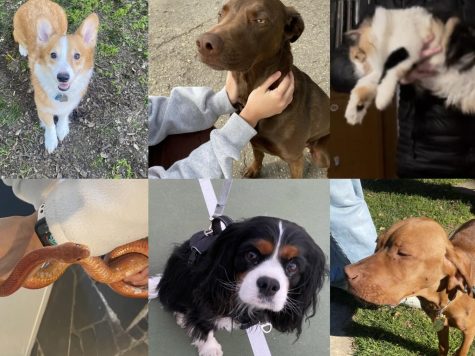 Featured in this photo are Kenny Nguyen’s dog Ein (top left), Maureen O’ Brien’s dog Fin (top middle), Jessica Fisher’s cat Rosy (top right), Viviana Nicolosi’s snake Sedona (bottom left), Andrew Neyer’s dog Dumbledore (bottom middle), and Joseph Vincent’s dog Nash (bottom right). 